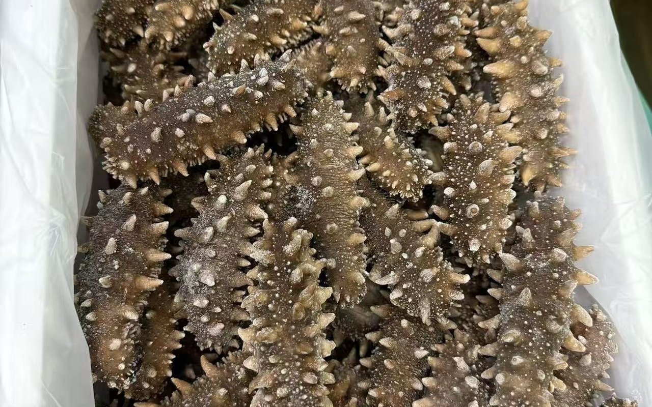 毕节即食海参实拍图